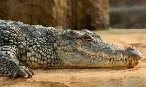 Jodhpur Zoo