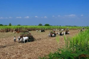 field farmer jodhpur